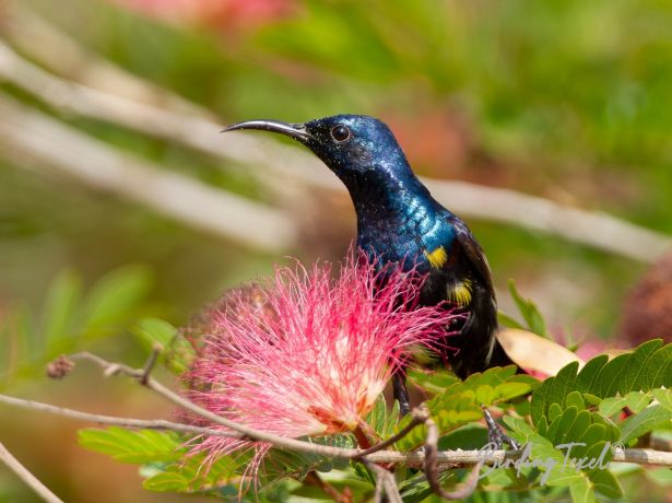 purplesunbird