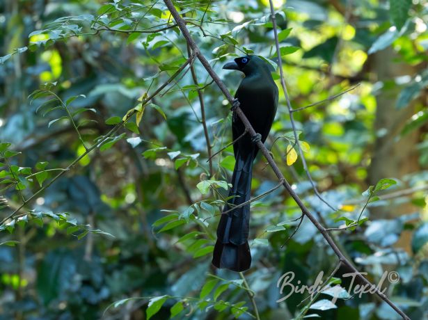 racquet tailedtreepie