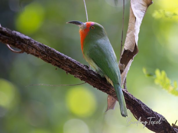 red beardedbee eater