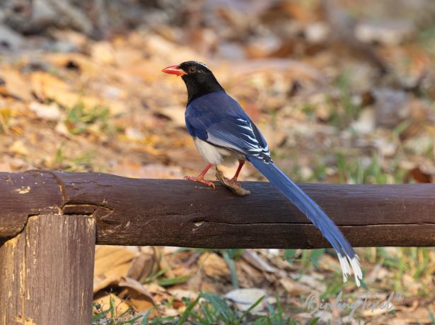 red billedbluemagpie