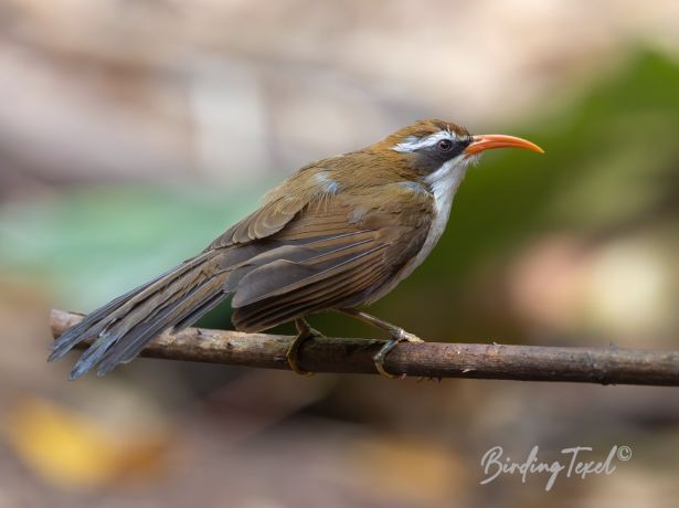 red billedscimitar babbler