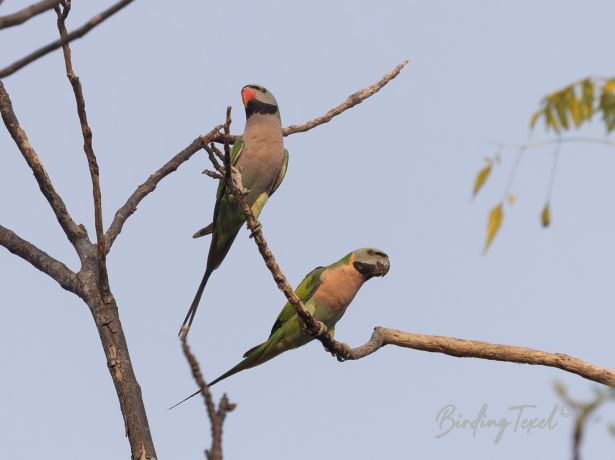 red breastedparakeet
