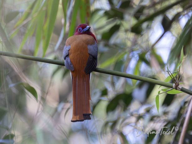 red headedtrogon