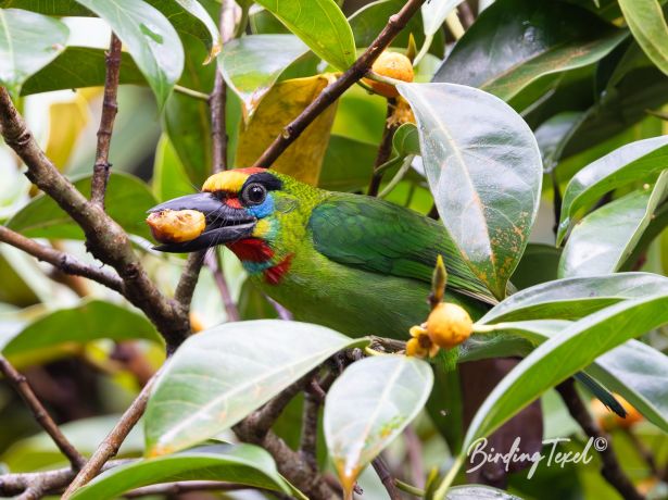 red throatedbarbet
