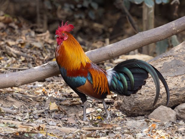 redjunglefowl