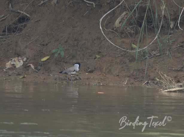 river lapwing