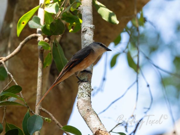 rosyminivet3012025