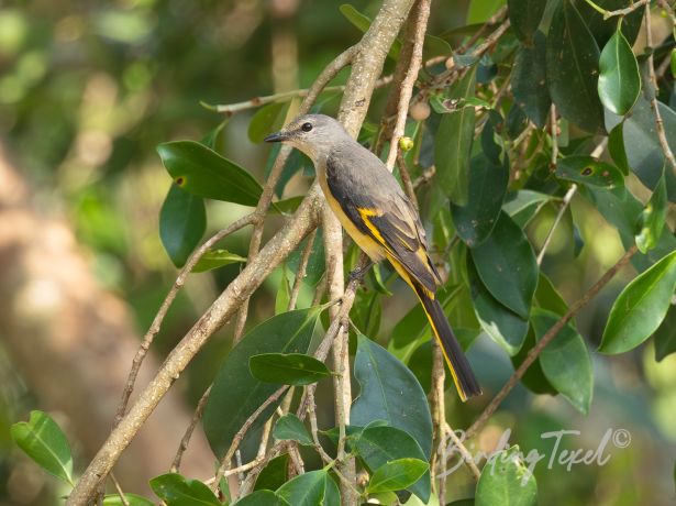 rosyminivet