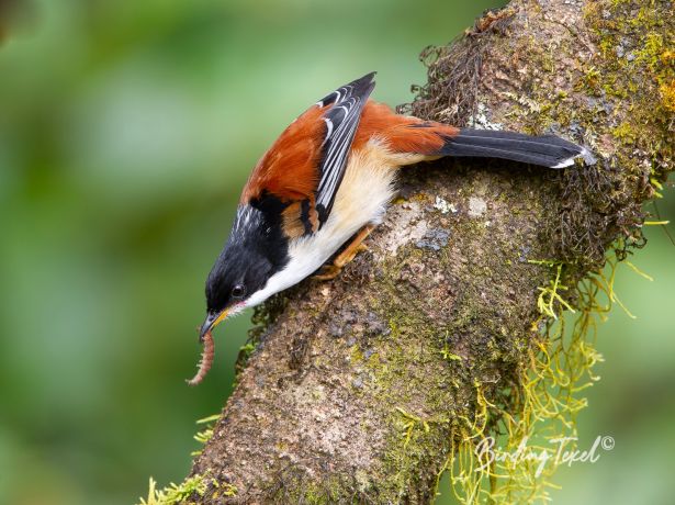 rufous backedsibia