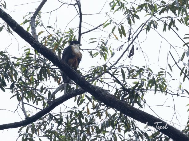 rufous belliedeagle