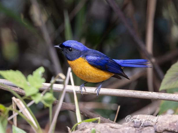 rufous belliedniltava