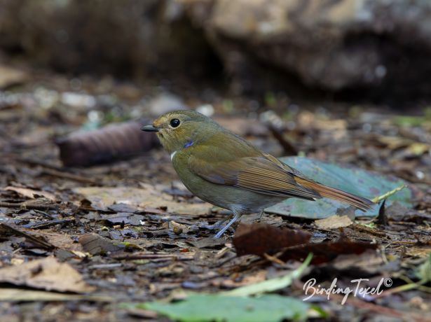 rufous belliedniltava
