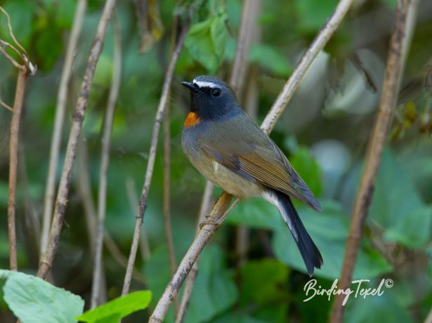 rufous gorgetedflycatcher