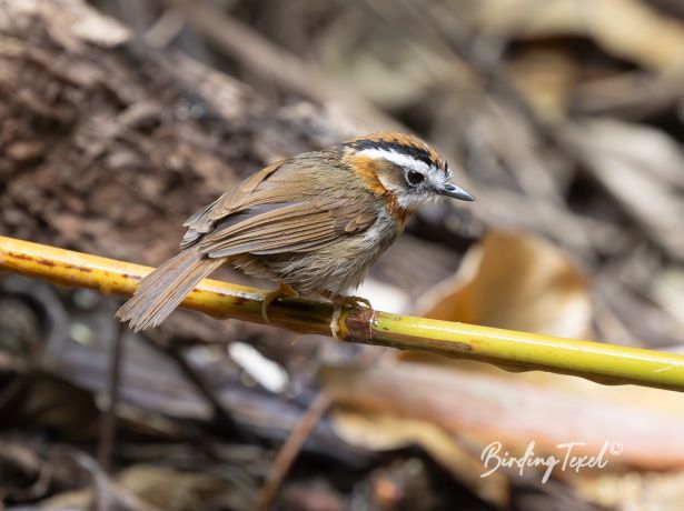 rufous throatedfulvetta