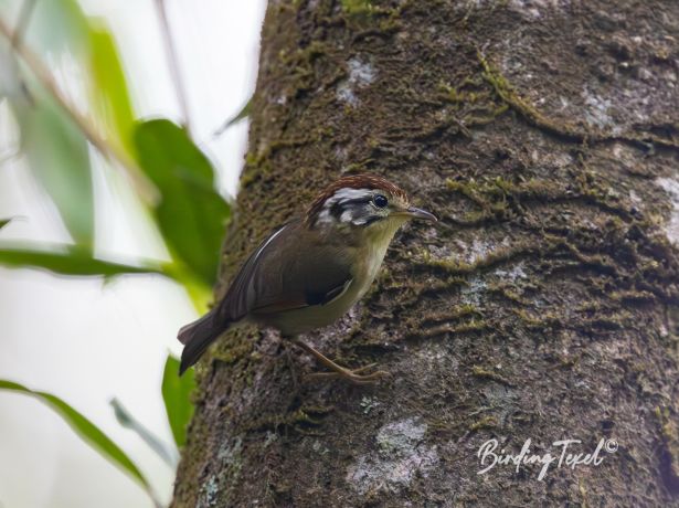 rufous wingedfulvetta
