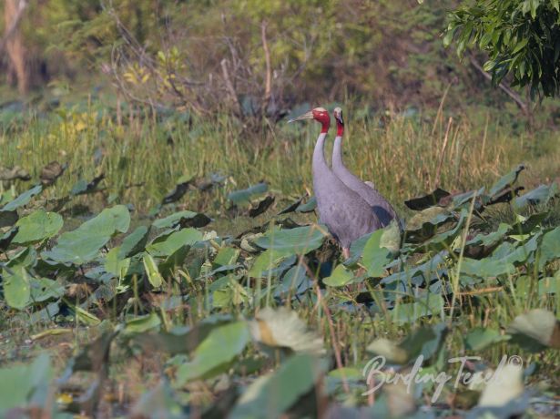 saruscrane