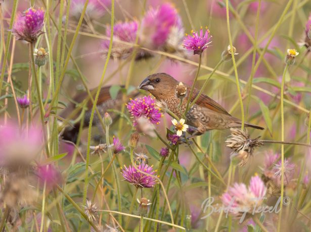 scaly breastedmunia