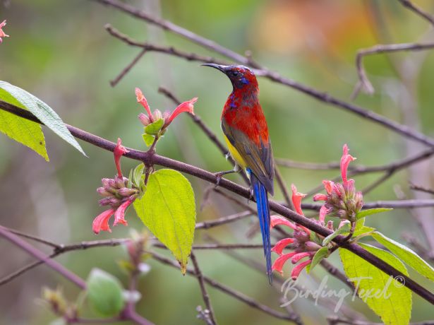 scarlet breastedsunbird
