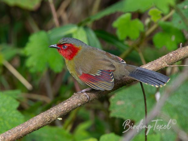 scarlet facedliocichla