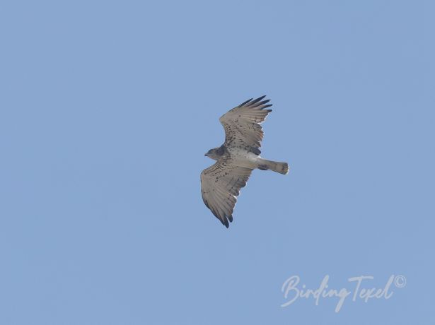 short toedsnake eagle