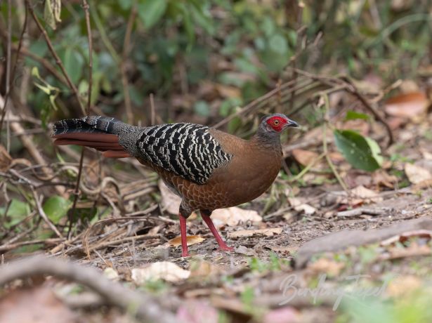 siamesefireback 06032024