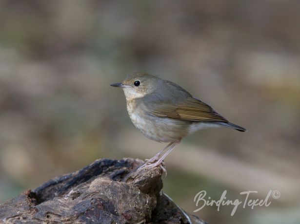 siberianbluerobin2122024