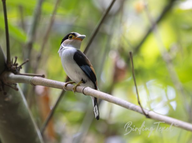 silver breastedbroadbill