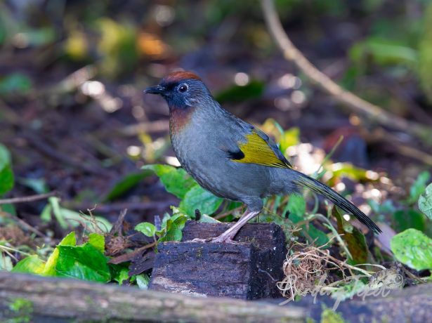 silver earedlaughingthrush