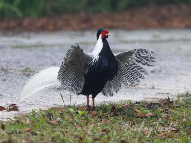 silverpheasant 11032024