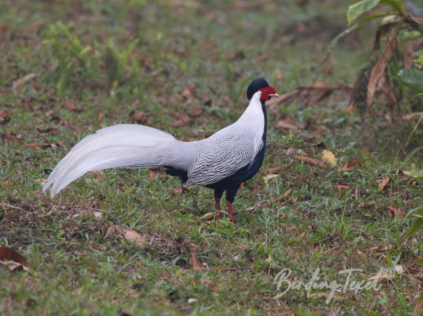 silverpheasant