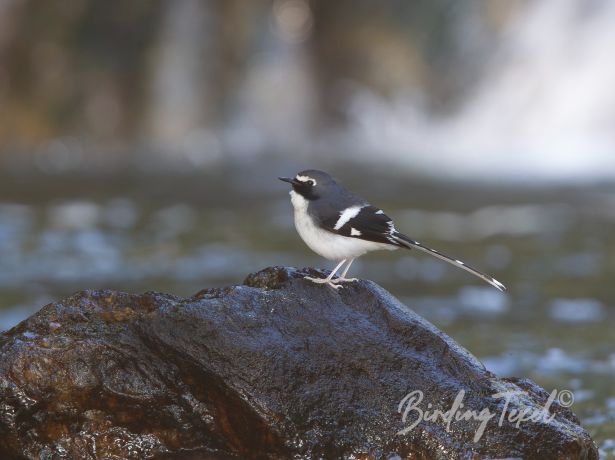slaty backedforktail