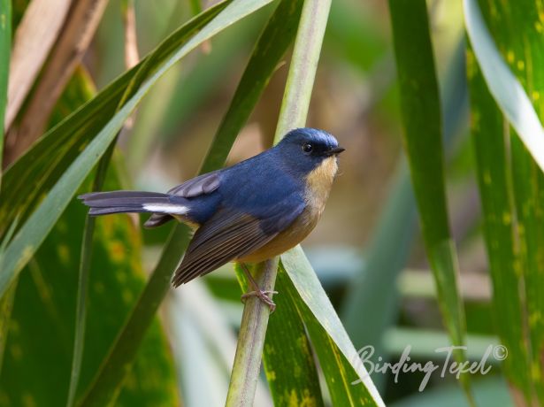 slaty blueflycatcher