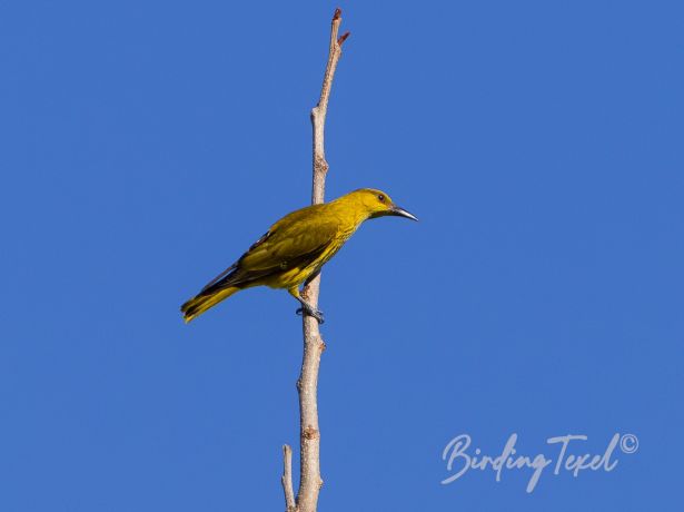 slender billedoriole