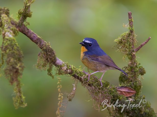 snowy browedflycatcher