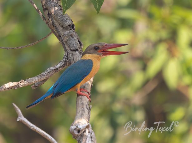 stork billedkingfisher