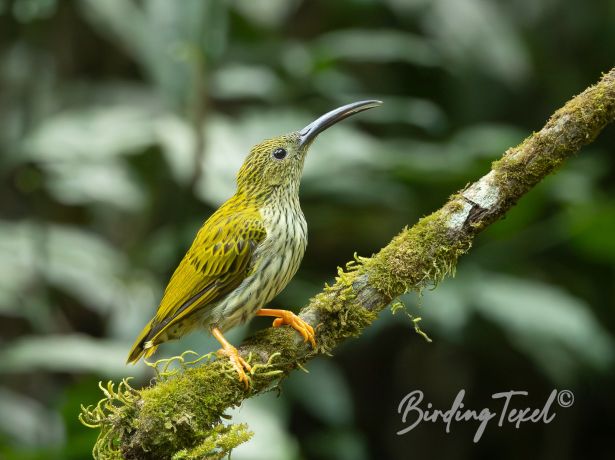 streakedspiderhunter