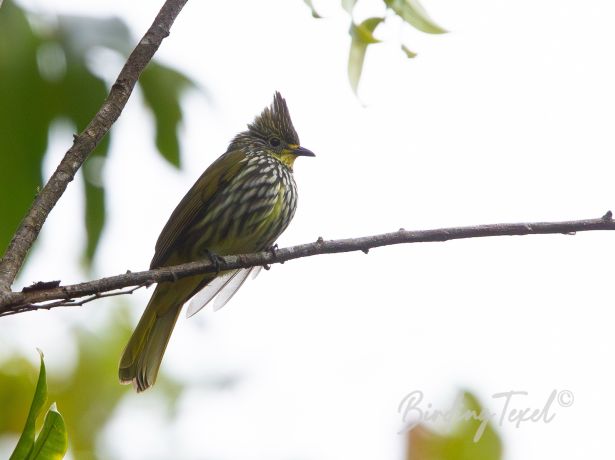 striatedbulbul