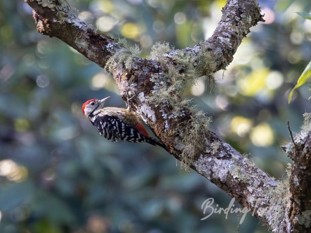 stripe breastedwoodpecker