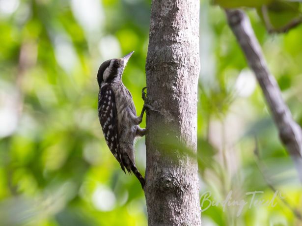 sundapygmywoodpecker