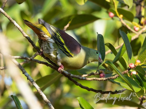 thick billedgreen pigeon