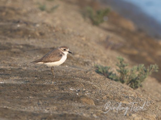 tibetan sand plover