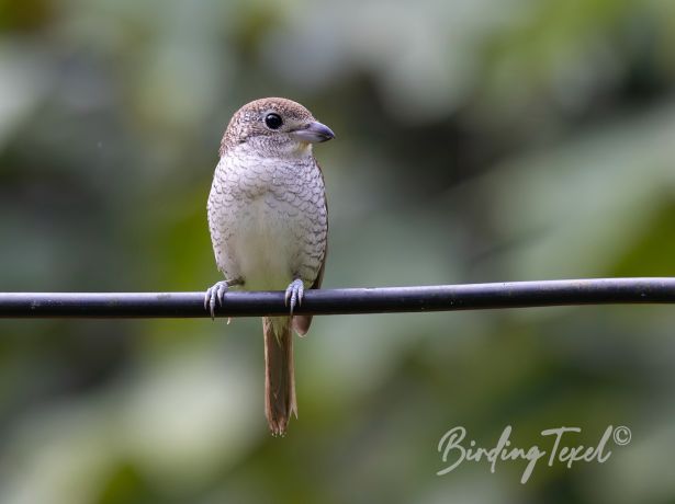 tigershrike
