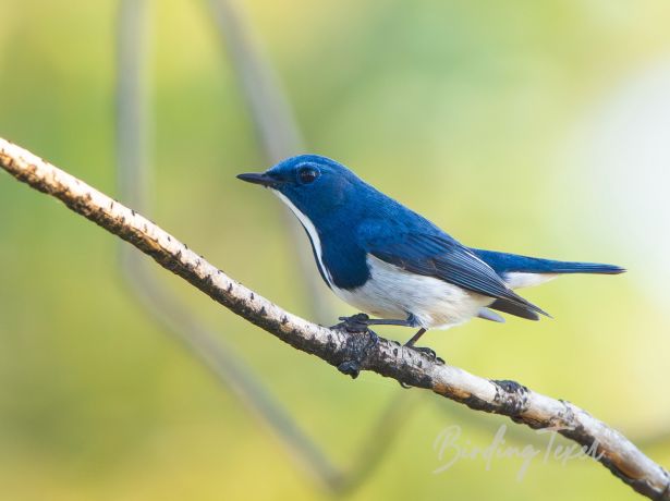 ultramarineflycatcher