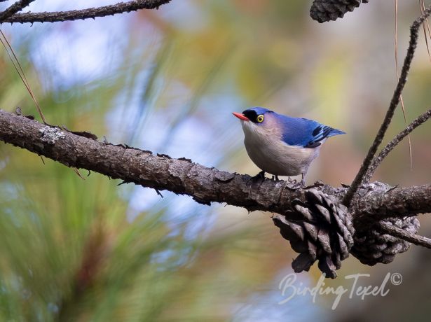 velvet frontednuthatch