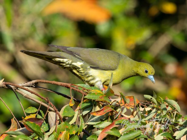 wedge tailedgreen pigeon