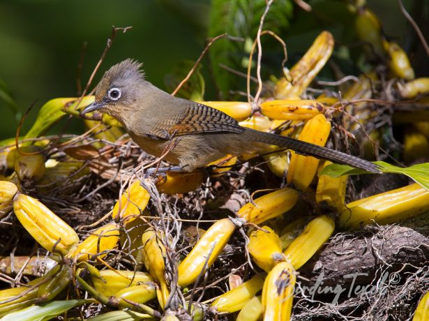 westernspectacledbarwing