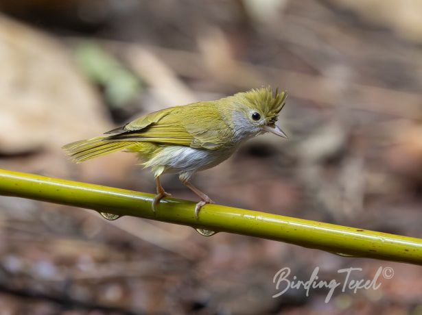 white belliederpornis