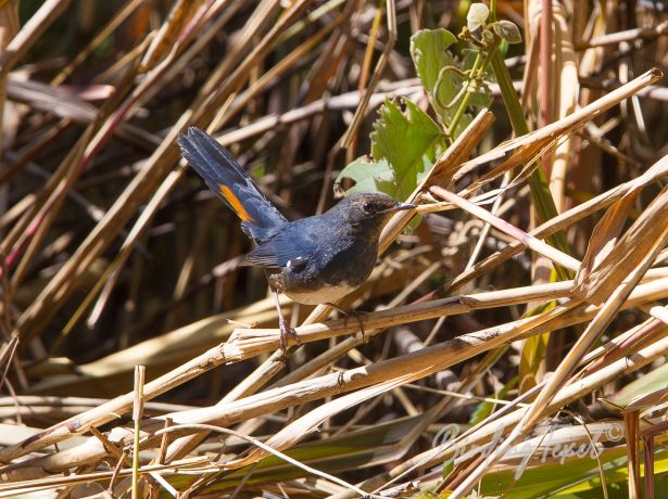 white belliedredstart