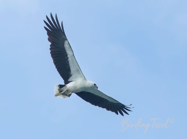 white belliedsee eagle
