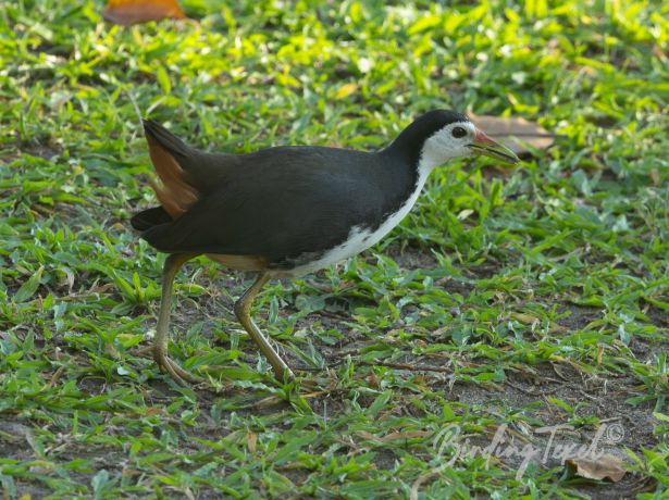 white breastedwaterhen